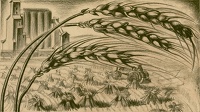 Corn field with factory in background