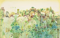 Wild poppy field, circa 1970
