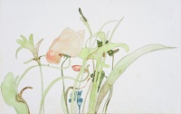 Poppy study, circa 1970