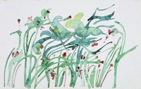 Wild Poppies