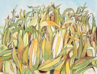 Fields with ripening corn, circa 1970
