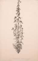 Campanula Rapunculoides