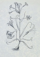 Study for a lily