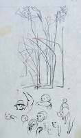 Sketch of Gladiolus tristis