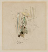 Study of a narcissus