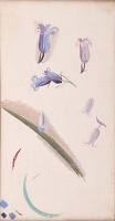 Study for Blue Bells, circa 1937