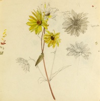 Studies of Helianthus 'Miss Mellish'