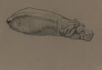 Hippopotamus