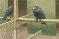 Rooks in a cage
