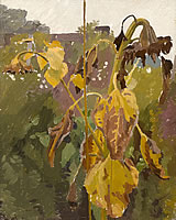 Study of a sunflower in the artist's...