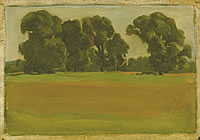 Elm Trees