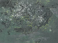 Tree with white blossom in a fenced...