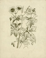 Geranium Armenum - A Fine Crane's -...