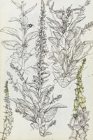 Foxgloves, circa 1935