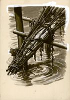 Fish in a trap, circa 1950