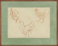 Study of a cockrel