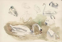 Swans