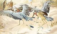Marabou Storks