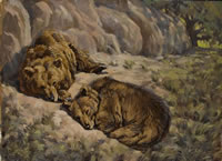 Brown Bears