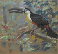 Toucan c. 1950