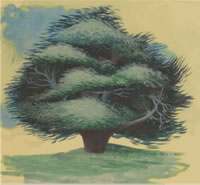 Beech Tree, mid 1930's