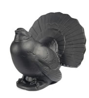 Black fan tailed dove